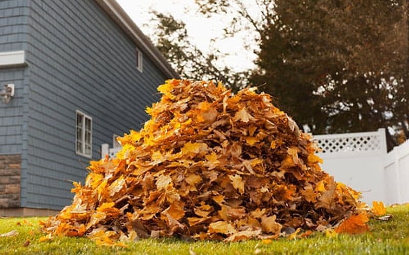 Large pile of raked fall leaves beside a white fence during a property clean-up