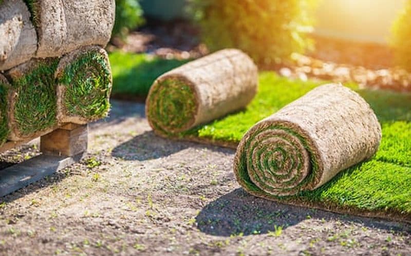 Roll of fresh sod on prepared soil lit by warm evening light