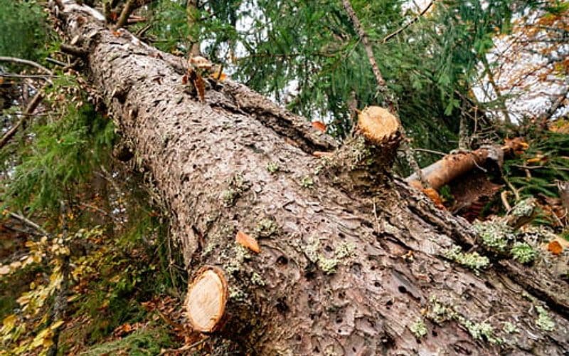 Large storm-felled tree trunk cut into sections across a lawn after high winds