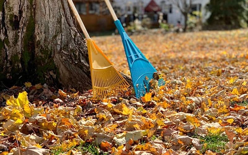 Rakes leaning against a tree surrounded by fallen fall leaves during a seasonal property clean-up